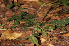 Zeuxine gracilis